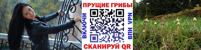 Галлюциногенные грибы прущие грибы  Купить закладки  Люберцы 